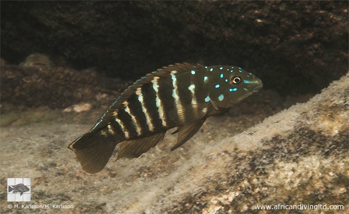 Tanganicodus sp. 'irsacae udachi' Udachi